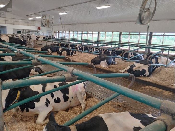 Galvanized Cow Free Stall for Cow Farms Products for Sale