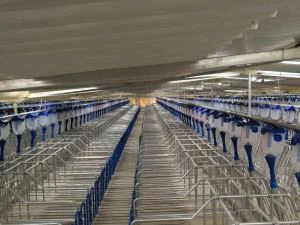 Factory Sales Hot DIP Galvanzied Stainless Steel Sow Gestation Stall